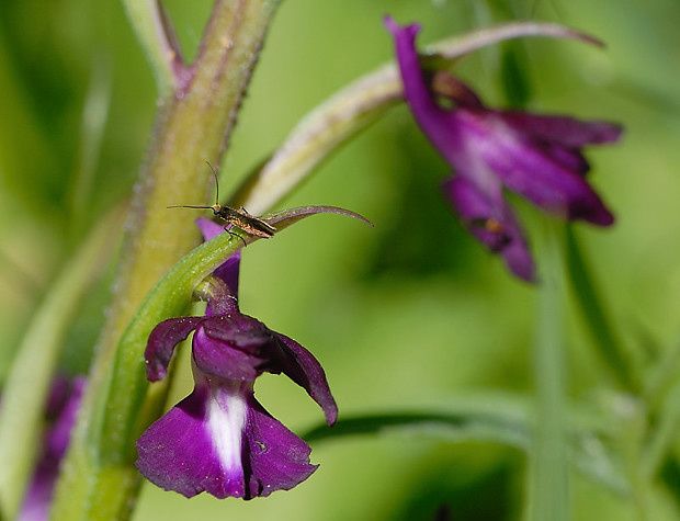 Anacamptis laxiflora null