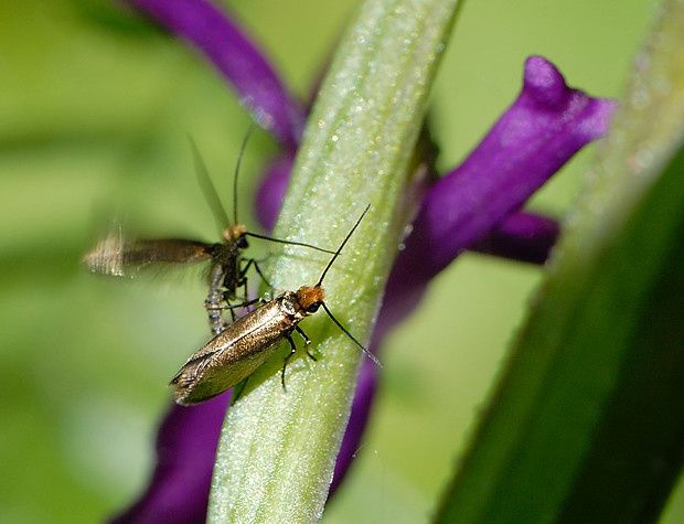 Incurvariidae ? null