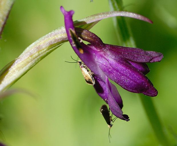 Anacamptis laxiflora null