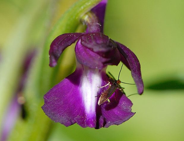 Anacamptis laxiflora null
