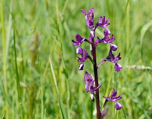 Anacamptis laxiflora null