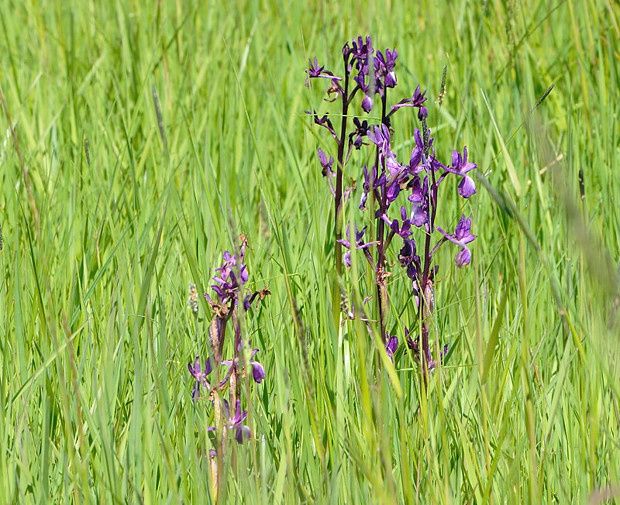 Anacamptis laxiflora null