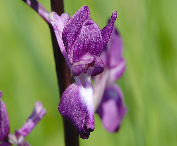 Anacamptis laxiflora null