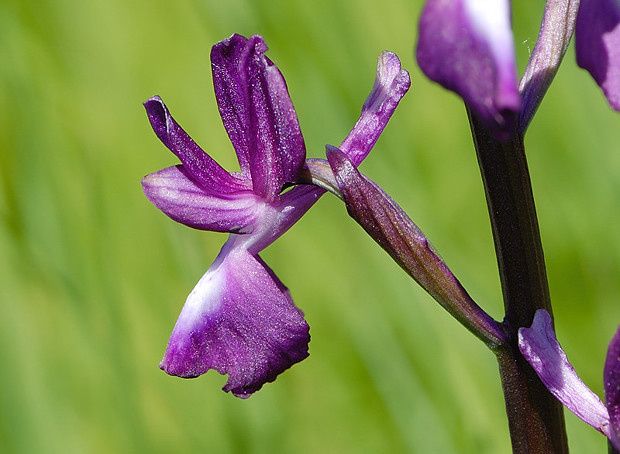Anacamptis laxiflora null