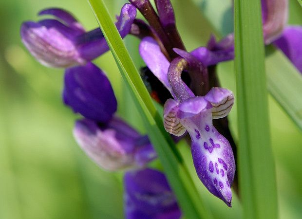 Anacamptis morio null