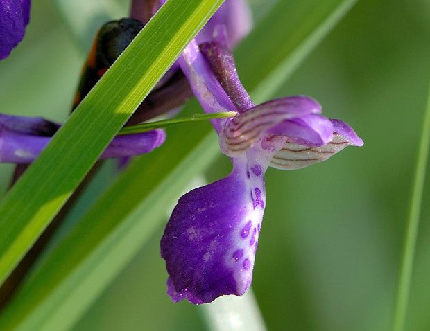 Anacamptis morio null