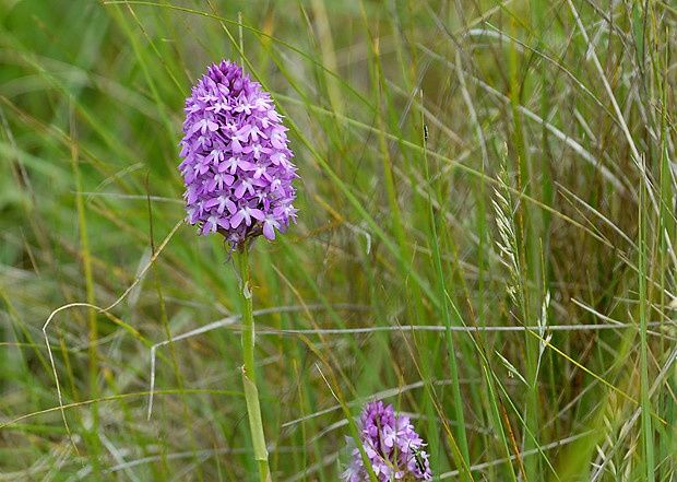 Anacamptis pyramidalis