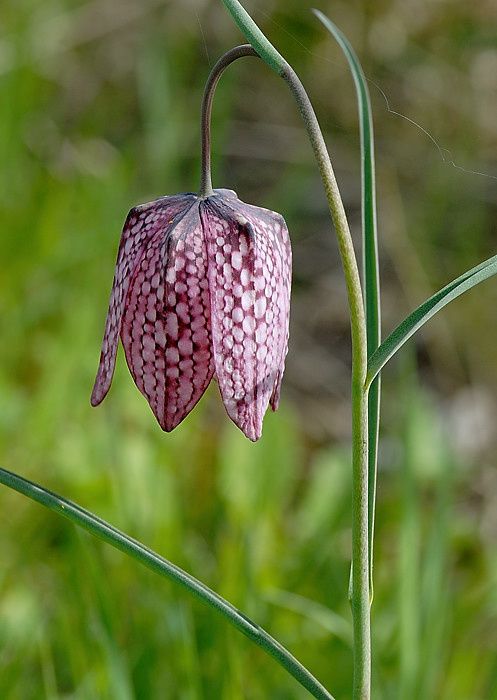 Fritillaria meleagris