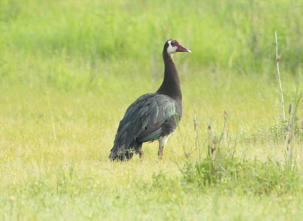 Oie-armée de Gambie, Plectropterus gambensis, Spur-winged Goose