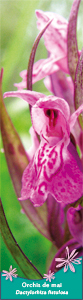 Signet-Haut-orchidée-copie