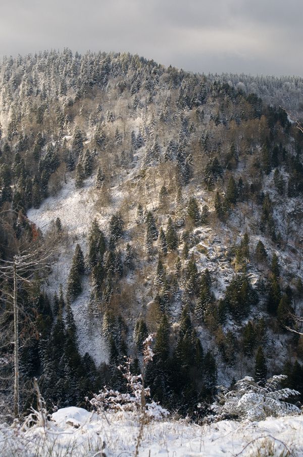 DSC4253