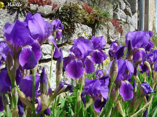 Fleurs d'Iris en Bourgogne; Mai 2008