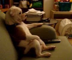 chien-qui-regarde-la-television.jpg