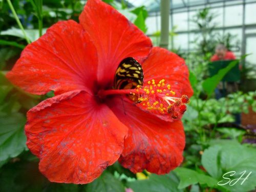 papillon fleur rouge 0