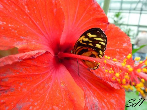 papillon fleur rouge 1