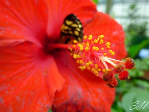 papillon fleur rouge 2