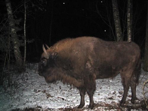 Wisent