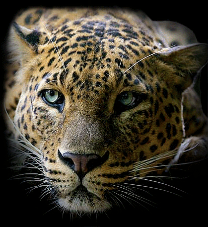 léopard tête
