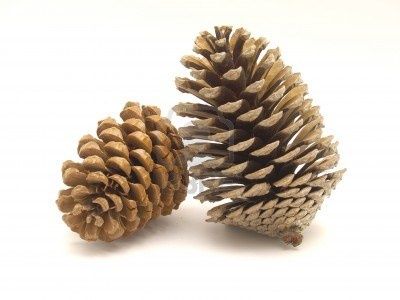 4284082-pommes-de-pin