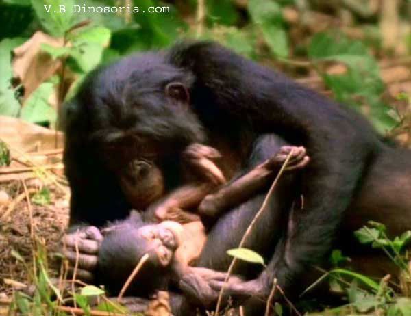 chimpanze-d-4.jpg