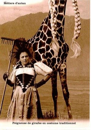 girafe2.jpg
