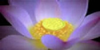 divers fleurs blog 99991 jpg