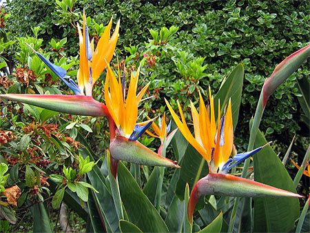 fleur strelizia ou oiseau du paradis
