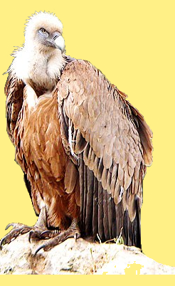 animal oiseau vautour fauve vf pl 00 art