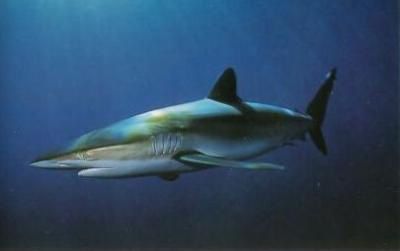 animal requin soyeux