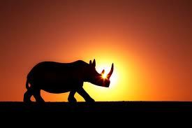 animal-rhinoceros-8.jpg