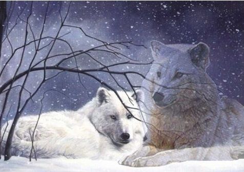 animal-loup-bleu-copie-1.jpg