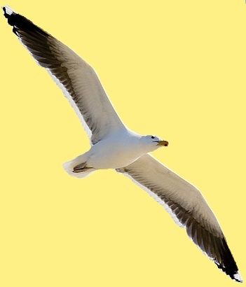 null animal-oiseau-mouette-58-00-art.jpg