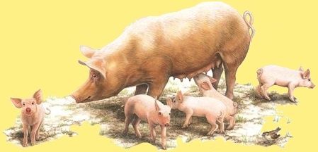 animal-porc-truie-et-porcelets-00-art.jpg
