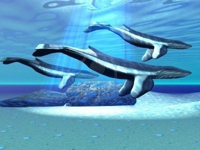 animal-baleines-bleues.jpg