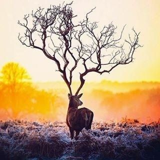 animal-cervide-vie15.jpg