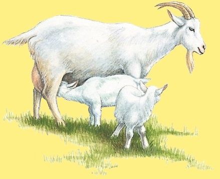animal-chevre-chevreau-00-art.jpg