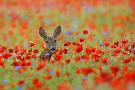 animal-chevreuil-coquelicot.jpg