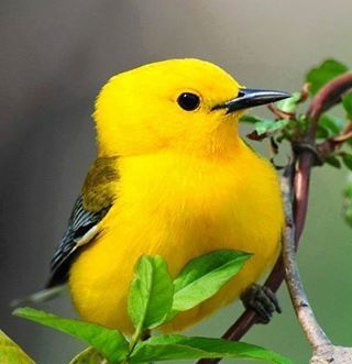 animal-oiseau-loriot-juvenile.jpg