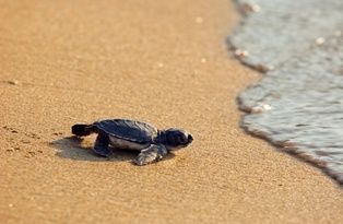 animal-tortue-de-mer-ae.jpg