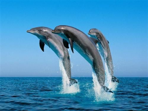 animal dauphins-saut-mer