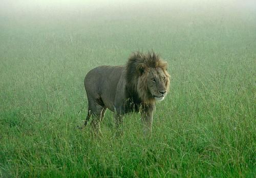 animal lion