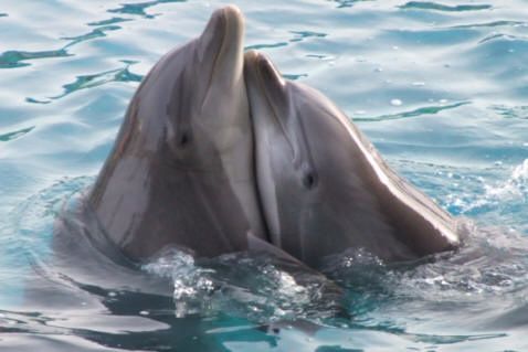 animal dauphins3
