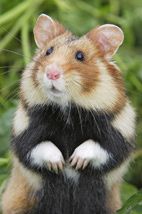 animal grand hamster d'alsace