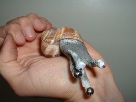 escargot-crevette76.jpg