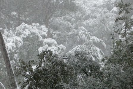 la neige en languedoc 08 03 2010 031