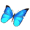 insecte papillon001