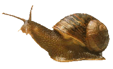 escargot014