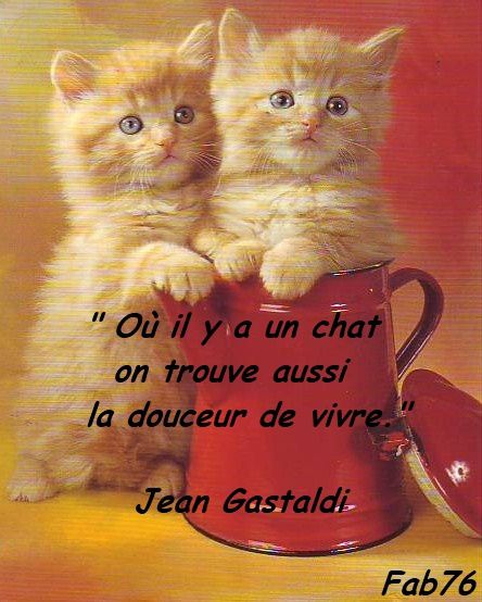 chat-douceur-vivre-gastaldi.jpg