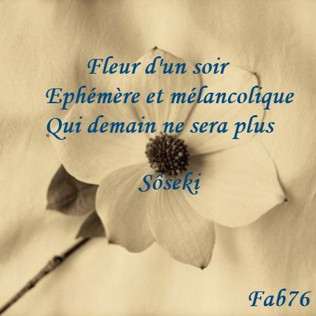 fleur-d-un-soir-haiku.jpg