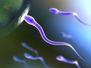 comment ameliorer qualite spermatozoides comment ameliorer qualite spermatozoides
